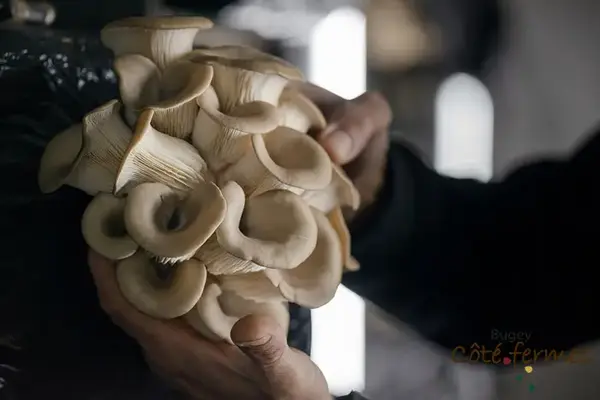 Les champignons de la Cascade